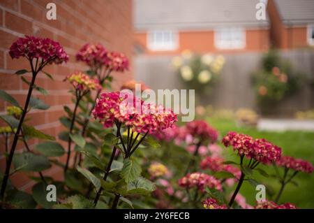 Vue rapprochée de fleurs roses vibrantes contre un mur de briques dans un jardin de banlieue avec des maisons floues en arrière-plan. Banque D'Images