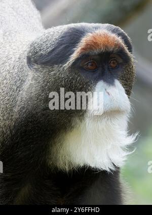 Singe de Brazza, Brazzameerkatze, cercopithèque de Brazza, Cercopithecus neglectus, Brazza-cerkóf, Zoo, Hongrie, Magyarország, Europe Banque D'Images