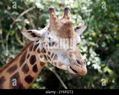 Girafe de Rothschild, girafe de Rothschild, Giraffa camelopardalis rothschildi, Rothschild-zsiráf Banque D'Images