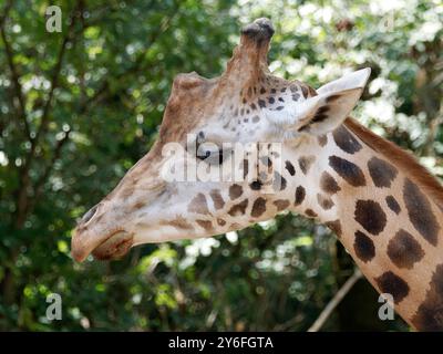 Girafe de Rothschild, girafe de Rothschild, Giraffa camelopardalis rothschildi, Rothschild-zsiráf Banque D'Images