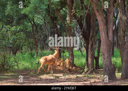 Hartebeest de Jackson dans le parc national de Murchison Falls en Ouganda Banque D'Images