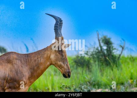 Hartebeest de Jackson dans le parc national de Murchison Falls Banque D'Images