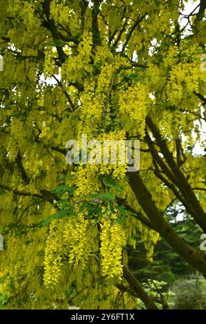 Floraison printanière jaune vif sur l'arbre laburnum dans le jardin britannique pleine fleur mai Banque D'Images