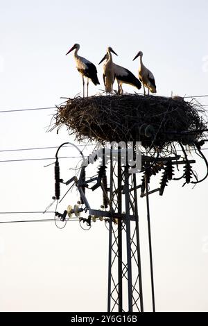 Une paire de cigognes monte la garde sur deux poussins dans leur nid au sommet d'un poteau électrique à Isla Mayor, Séville. Banque D'Images