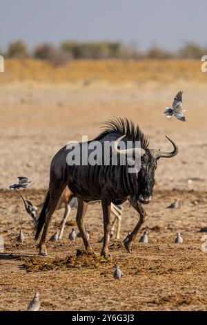 Gnous noir (Connochaetes gnou) en Namibie, Afrique Banque D'Images