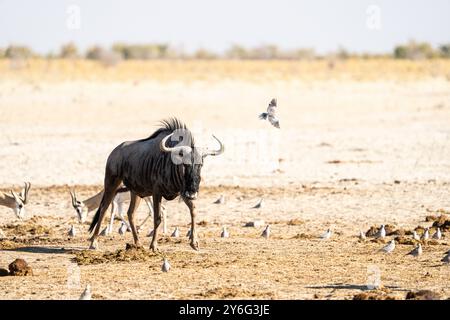 Gnous noir (Connochaetes gnou) en Namibie, Afrique Banque D'Images