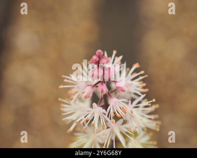 Gros plan de la petite fleur blanche 'Tiarella Spring Symphony' aka 'Foam Flower' Banque D'Images