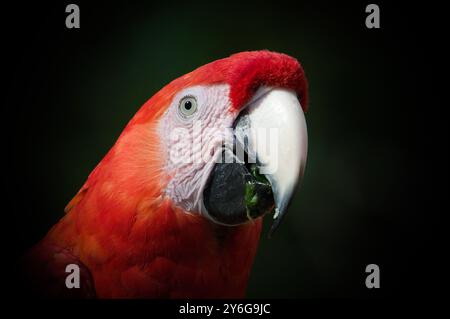 Macaw écarlate aka Ara macao ou Ara arakanga portrait de tête en gros plan. Incroyable perroquet coloré au ZOO Lesna en république tchèque. Oiseau exotique. Banque D'Images