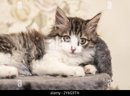 Le chaton sibérien à poil long est couché sur un portrait de lit Banque D'Images