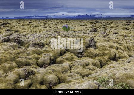 Lupins, champ de lave, glacier derrière, nuageux, Eldhraun, Myrdalsjoekull derrière, Islande, Europe Banque D'Images