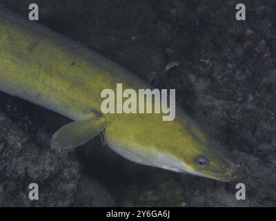 Anguille européenne (Anguilla Anguilla) à coloration verdâtre nageant sous l'eau. Site de plongée Klosterinsel, Rheinau, Canton Zurich, Rhin, Haut Rhin, SW Banque D'Images