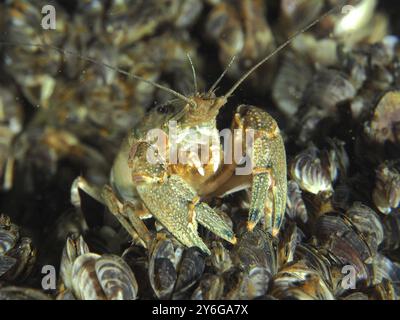 Chez les écrevisses (Faxonius limosus) avec antennes visibles, les écrevisses américaines, espèces envahissantes, gros plan, entourées de nombreuses moules, la moule quagga (Dreiss Banque D'Images