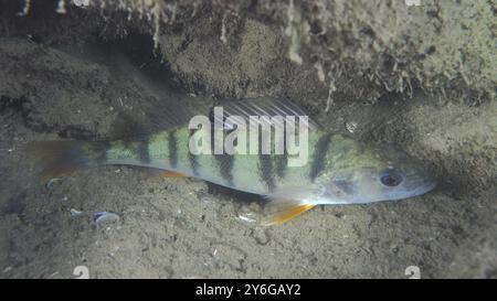 Un poisson rayé, perche (Perca fluviatilis), Egli, se trouve au fond du lac de sable près d'une paroi rocheuse. Site de plongée Terlinden, Kuesnacht, Lac de Zurich, Canton Z Banque D'Images