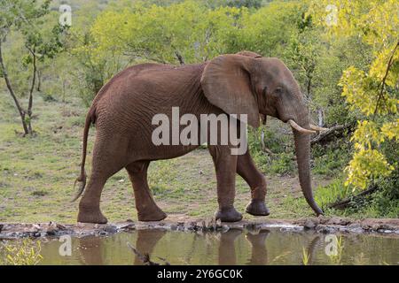 Éléphant d'Afrique (Loxodonta africana), adulte, mâle, taureau, à l'eau, parc national Kruger, parc national Kruger, Afrique du Sud, Afrique Banque D'Images