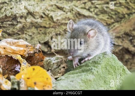 Un rat norvégien juvénile (Rattus norvegicus) assis sur une pierre couverte de mousse dans la forêt, entouré de feuilles d'automne, Hesse, Allemagne, Europe Banque D'Images