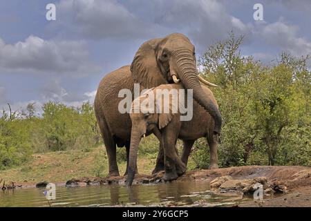 Éléphant d'Afrique (Loxodonta africana), adulte, taureau, mâle, jeune animal, taureau avec jeune animal, comportement social, à l'eau, boire, Kruger Natio Banque D'Images