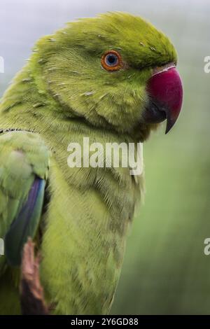 Indian Ringneck Parakeet Rose-ringed Parakeet en gros plan Banque D'Images