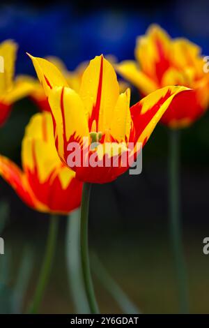 Gros plan des fleurs de Tulipa 'feu d'artifice' Banque D'Images