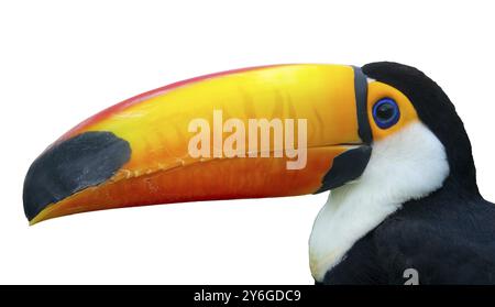 Portrait d'oiseau exotique Toco Toucan (Ramphastos toco) en gros plan isolé sur blanc Banque D'Images