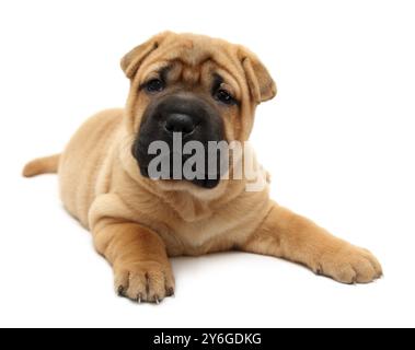 Chiot Shar pei isolé sur blanc Banque D'Images