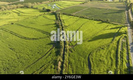 Vue aérienne du champ de riz vert. Drone shot Frome ci-dessus Banque D'Images