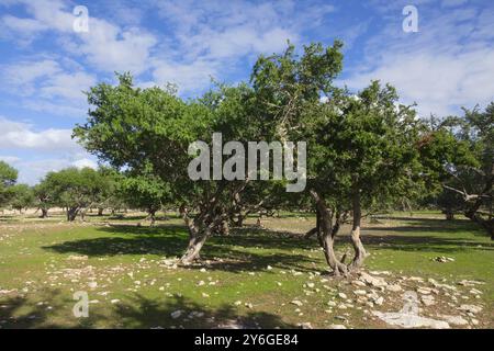 Argan (Sapotaceae, Argania spinosa) dans leur habitat naturel, au Maroc Banque D'Images