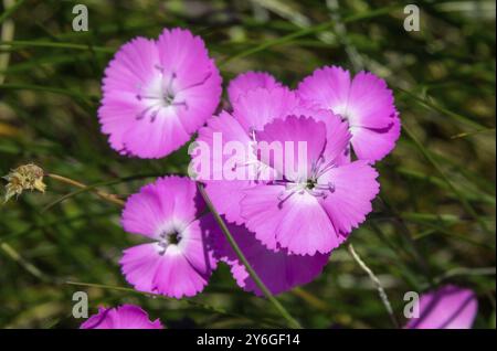 Gros plan sur les fleurs roses de l'œillet sauvage Banque D'Images