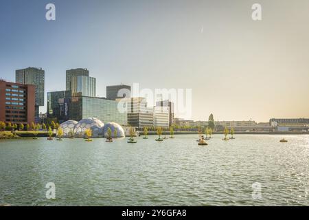 Rotterdam, pays-Bas, septembre 2019 : vue sur les arbres sur l'eau, ou Dobberend bos ou Bobbing Forest, sur Wilhelminapier à Rotterdam Banque D'Images