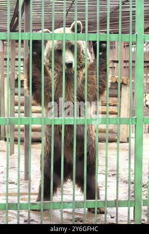 Captivité, ours brun fermé dans la cage du zoo Banque D'Images