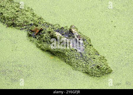 Tête de crocodile flottant dans le lac parmi la boue verte Banque D'Images