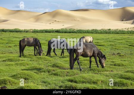 Chevaux mangeant de l'herbe en face de dunes de sable paysage naturel, désert de Gobi, Mongolie, Asie Banque D'Images