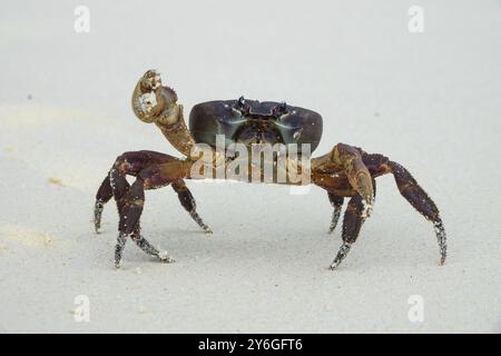 Crabe avec griffe relevée prêt à attaquer sur la plage de sable blanc Banque D'Images