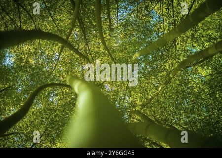 Vue en angle bas dans une forêt de bambous. Beauté dans la nature. Mise au point sélective Banque D'Images