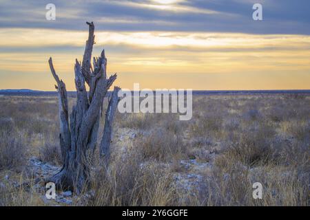 Arbre mort et savane africaine du parc national d'Etosha en Namibie au coucher du soleil. Beauté dans la nature Banque D'Images