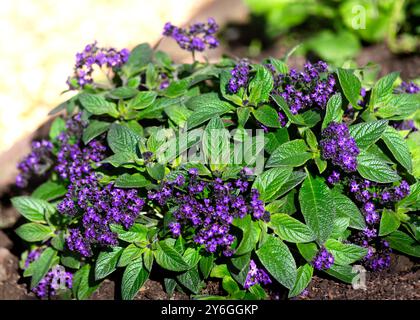 Puple violette Heliotropium plante vivace de bordure de jardin appartenant à la famille des boraginacées. copier l'espace dans le coin supérieur gauche Banque D'Images