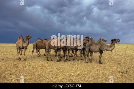 Groupe de chameaux dans la steppe sous les nuages de tempête ciel, Mongolie, Asie Banque D'Images