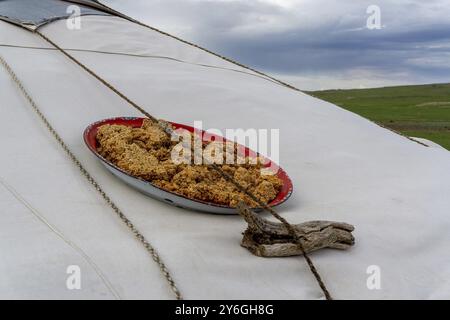 Produit laitier mongol Aaruul ou Gurt fabriqué à partir de lait aigre égoutté séchant sur ger typique Banque D'Images