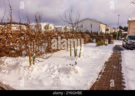 Jeunes arbres dans le jardin de cour avant résidentiel couvert de neige pendant l'hiver avec voiture garée à proximité. Banque D'Images