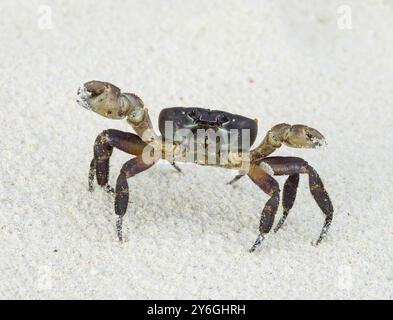 Crabe aux pinces soulevées prêt à l'attaque sur la plage de sable blanc Banque D'Images