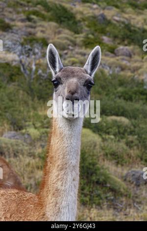 Guanaco lama espèces dans chiean Patagonia dans le parc national Torres del Paine Banque D'Images