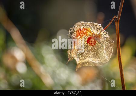 Les lanternes oranges fructifiant les calices) de Physalis alkekengi ou de la cerise de vessie ou de la lanterne japonaise chinoise calle également la cerise d'hiver. Fleurs plantes Banque D'Images