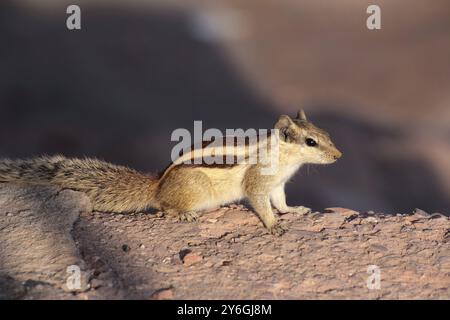 Photo en gros plan de chipmunk sur pierre Banque D'Images