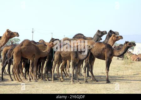 Pushkar Camel Fair, groupe de chameaux pendant le festival à Pushkar Banque D'Images