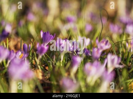 Vue rapprochée printanière de crocus violets. Foyer sélectif doux des fleurs de crocus en fleurs Banque D'Images