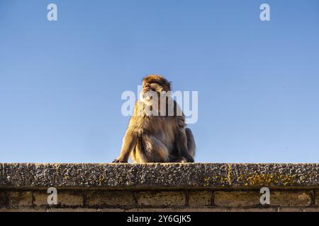 Belle vue de paysage de singe depuis Gibraltar Skywalk dans le sud de l'Espagne, Royaume-Uni Banque D'Images