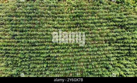 Vue aérienne d'une forêt de production avec de petits arbres plantés en rangée, en ligne. Juste au-dessus du tir de drone Banque D'Images