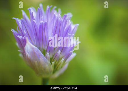 La ciboulette, nom scientifique Allium schoenoprasum, est une espèce de plante à fleurs de la famille des Amaryllidaceae qui produit des feuilles et des fleurs comestibles Banque D'Images