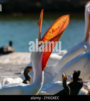 Pelicans blancs. sur un lac d'eau douce se reposant pendant la migration assis sur un quai avec sa bouche ouverte Banque D'Images