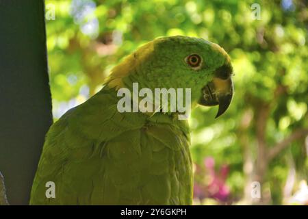 Gros plan sur le perroquet amazonien à serviettes jaunes (Amazona auropalliata) Banque D'Images