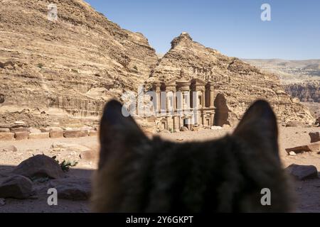 Chat errant regardant le monastère de Pétra, Wadi Musa, Jordanie, Asie Banque D'Images